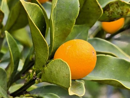 きんかんの写真