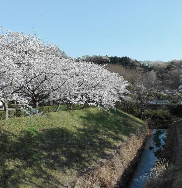 桜　さくら　小川 小川,春,暖かいの写真素材