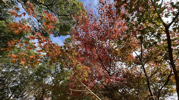 紅葉1 紅葉1 秋,紅葉,もみじの写真素材