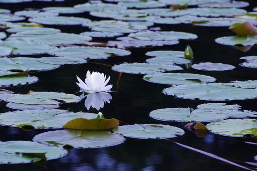 Water lily, JPG