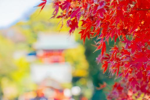 紅葉と神社 紅葉,秋,もみじの写真素材