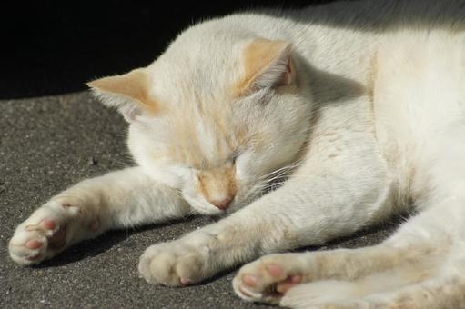 ねこ ねこの写真