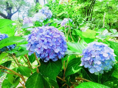 紫陽花(ブルー) 紫陽花(ブルー)の写真