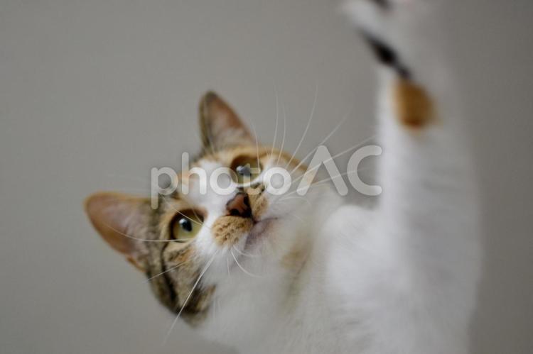 左手をあげている三毛猫 猫,三毛猫,ペットの写真素材