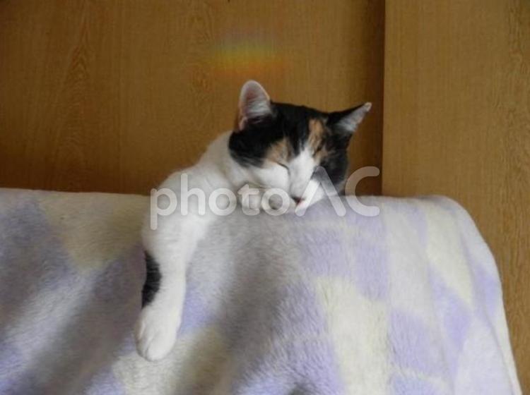 片腕が出ている眠り猫 猫,可愛い,眠るの写真素材