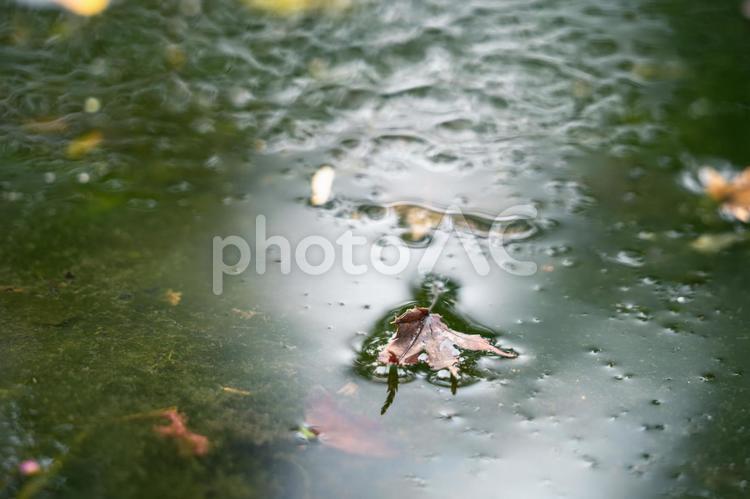 水に浮かぶ枯れ葉 枯れ葉,枯葉,落ち葉の写真素材