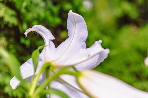 ゆりの花6ー4 ゆりの花6ー4の写真