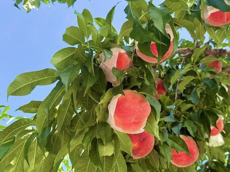 青空とピンクの桃 桃,桃狩り,ピンクの写真素材