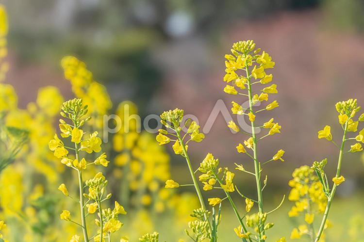晴れた日の菜の花畑 菜の花,黄色,緑の写真素材