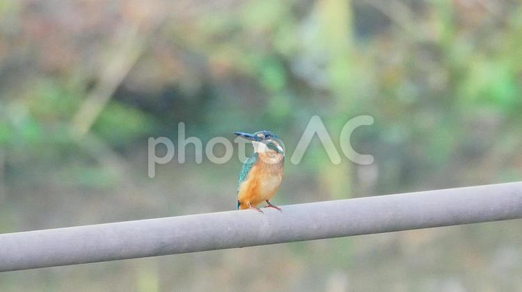 夏の早朝に親水池で寛ぐカワセミ カワセミ,野鳥,小鳥の写真素材