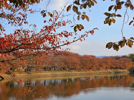 紅葉の桜並木 紅葉,秋,桜並木の写真素材