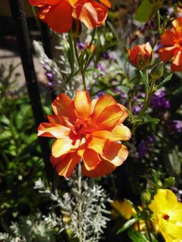 ラナンキュラス 朱色(花) ラナンキュラス 朱色(花)の写真