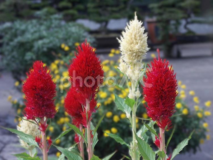 ウモウケイトウ・鶏頭　咲く風景 草花,円錐形,ふわふわの写真素材