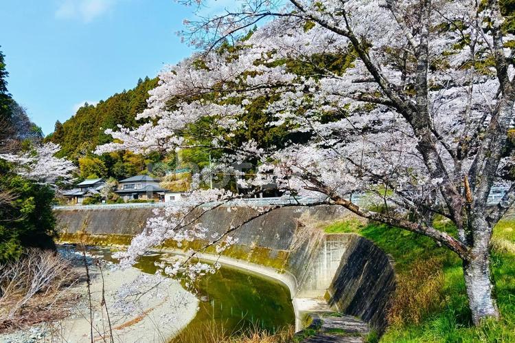 新城の桜 春,桜,景色の写真素材