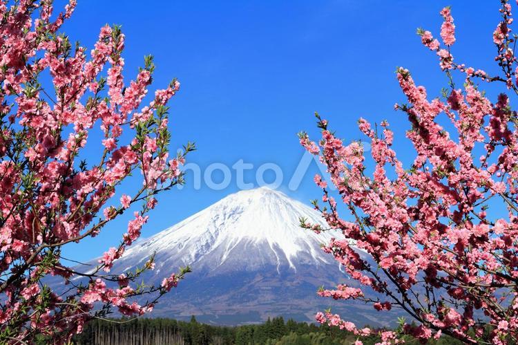 静岡県・富士宮市から見た ハナモモ（花桃）と富士山 富士山,ハナモモ,花桃の写真素材