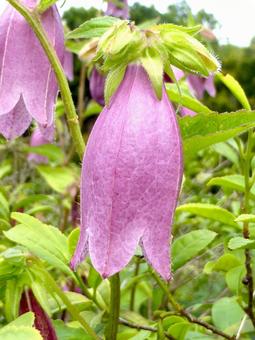 郊外の田畑脇に咲くホタルブクロ・拡大 ホタルブクロ,花,植物の写真素材