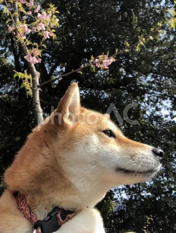 桜と犬 犬,ペット,しばいぬの写真素材