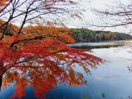 紅葉と宮沢湖 宮沢湖,紅葉,湖の写真素材