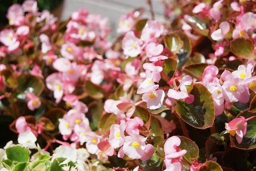 ピンクのベゴニア ベゴニア,ピンク,センパーフローレンスの写真素材