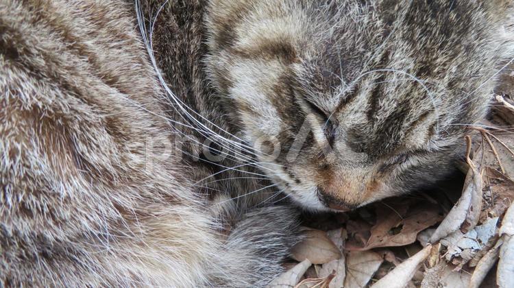 もふもふで髭が立派な可愛い眠り猫 猫,キジトラ,昼寝の写真素材