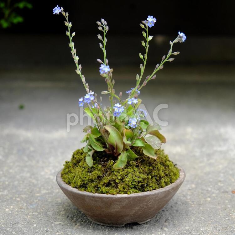 忘れな草を小品盆栽風に植え付けてみました 忘れな草,ワスレナグサ,わすれなぐさの写真素材
