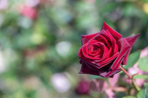 バラ園・美しい赤色の秋バラ バラ,薔薇,バラ園の写真素材