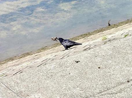 Crow eating crab, JPG Crow eating crab, JPG