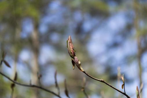 春を待つホオノキの冬芽の写真