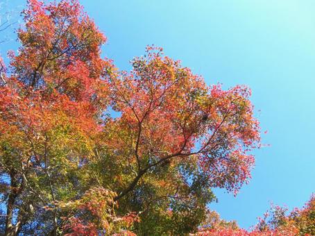 紅葉した木々 紅葉した木々の写真