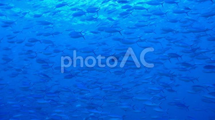 モルディブの魚の群れ2 モルディブ,サカナ,ダイビングの写真素材