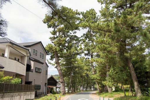 Goyu Pine Tree Line, JPG Goyu Pine Tree Line, JPG