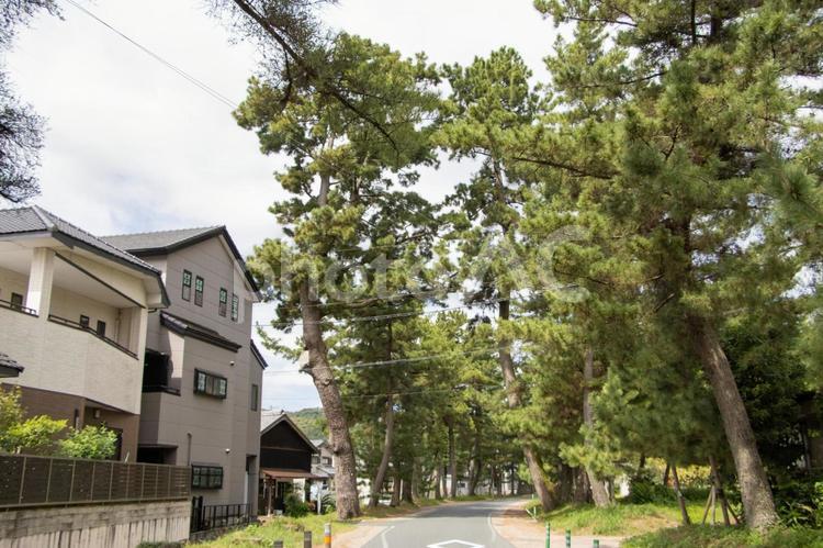 御油の松並木 御油の松並木,旧東海道,御油の写真素材