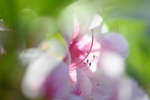 Azalea, JPG