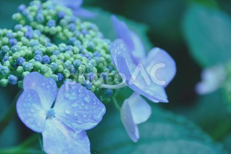 ガクアジサイ がくあじさい,額紫陽花,あおの写真素材