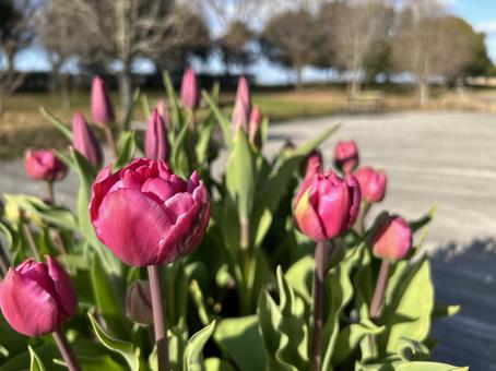 Photo, tulip, winter, the scenery, 