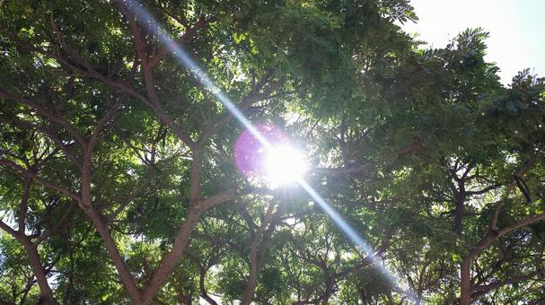 木と太陽 木と太陽の写真