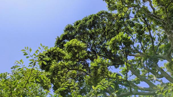 緑と青空-13 緑と青空-13 木,素材,壁紙の写真素材