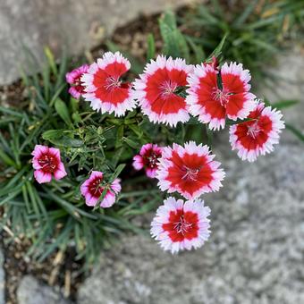 ナデシコ ナデシ,セキチク,撫子の写真素材