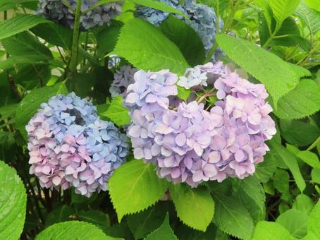 岡山 西川 紫陽花 岡山 西川 紫陽花の写真