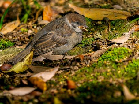 地面を歩くスズメの若鳥 地面を歩くスズメの若鳥の写真
