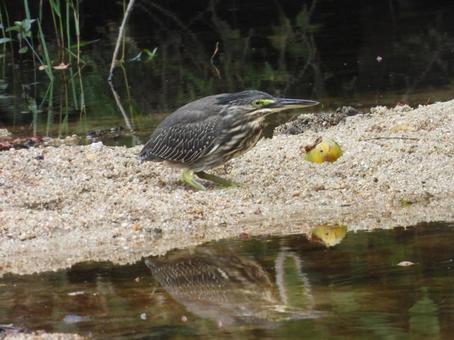 砂地にいるササゴイの幼鳥 砂地にいるササゴイの幼鳥の写真