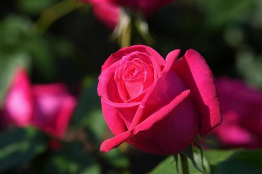 Photo, rose, pink, maria callas, 