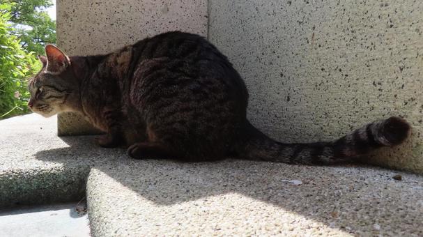 快適なのは日向か日陰か真剣に検討中の猫 快適なのは日向か日陰か真剣に検討中の猫 猫,キジトラ,尻尾の写真素材