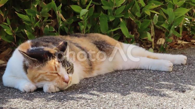 暑さも寒さも苦手なこだわりの強い三毛猫 三毛猫,猫,昼寝の写真素材