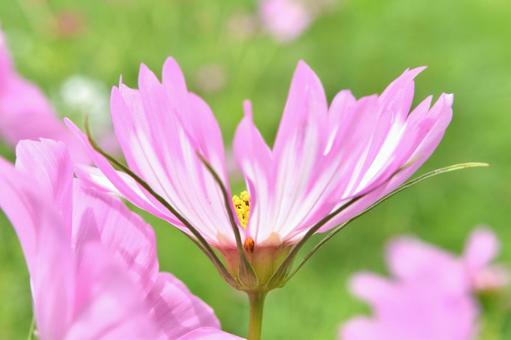 変わった花びらのコスモス 変わった花びらのコスモスの写真