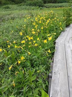 栂池自然園 栂池自然園の写真