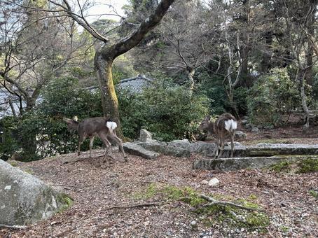 鹿との共生 鹿との共生の写真