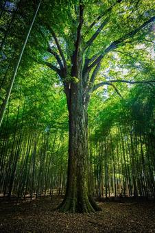 栃木県　竹林 栃木,栃木県,宇都宮市の写真素材