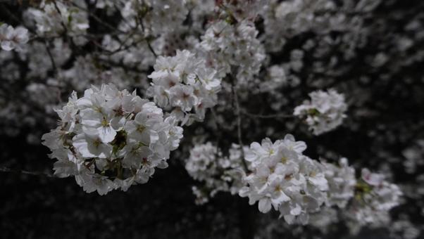 夜桜 夜桜の写真