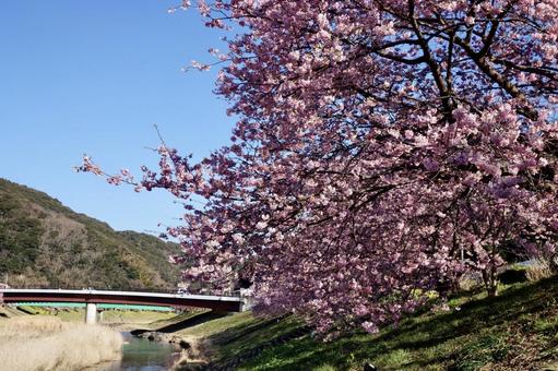 川沿いの桜 川沿いの桜の写真